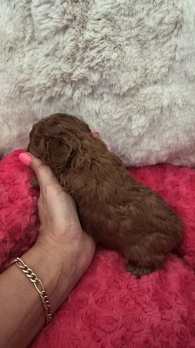 Pudel Miniaturowy Red sunia pakiet badań genetycznych!!