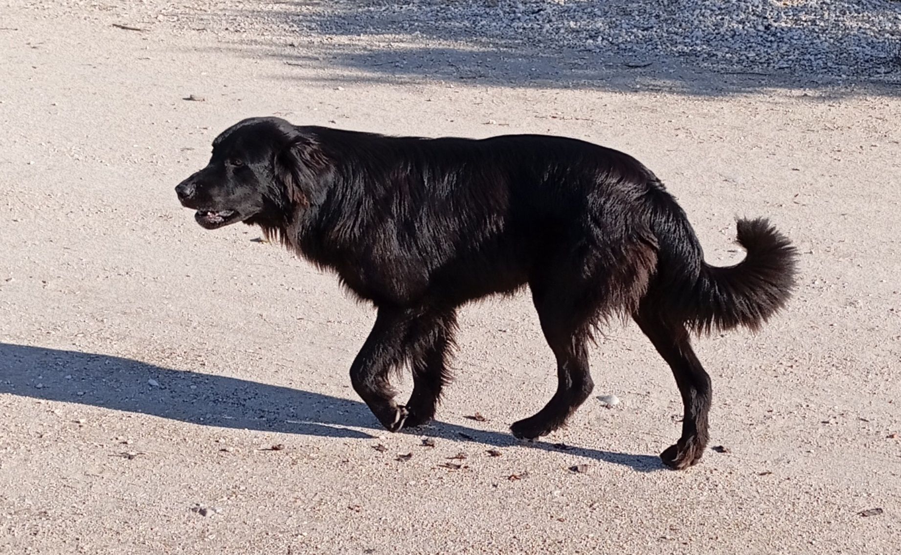 2 cães de porte grande lindos para adoção