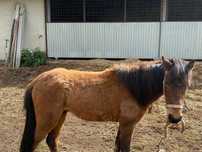 Vendo Garrano macho