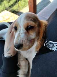 Cocker spaniel angielski suka