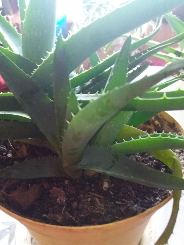 Kwiaty doniczkowe aloes vera