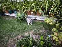 Spitz alemão anão fêmea Lulu da Pomerânia criado em ambiente familiar