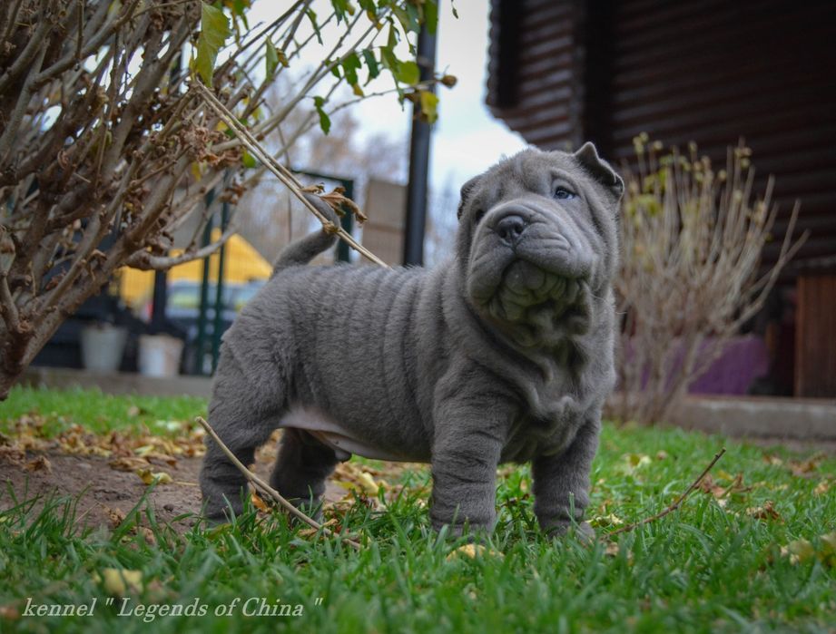 Шар-Пеі   VIP цуценята