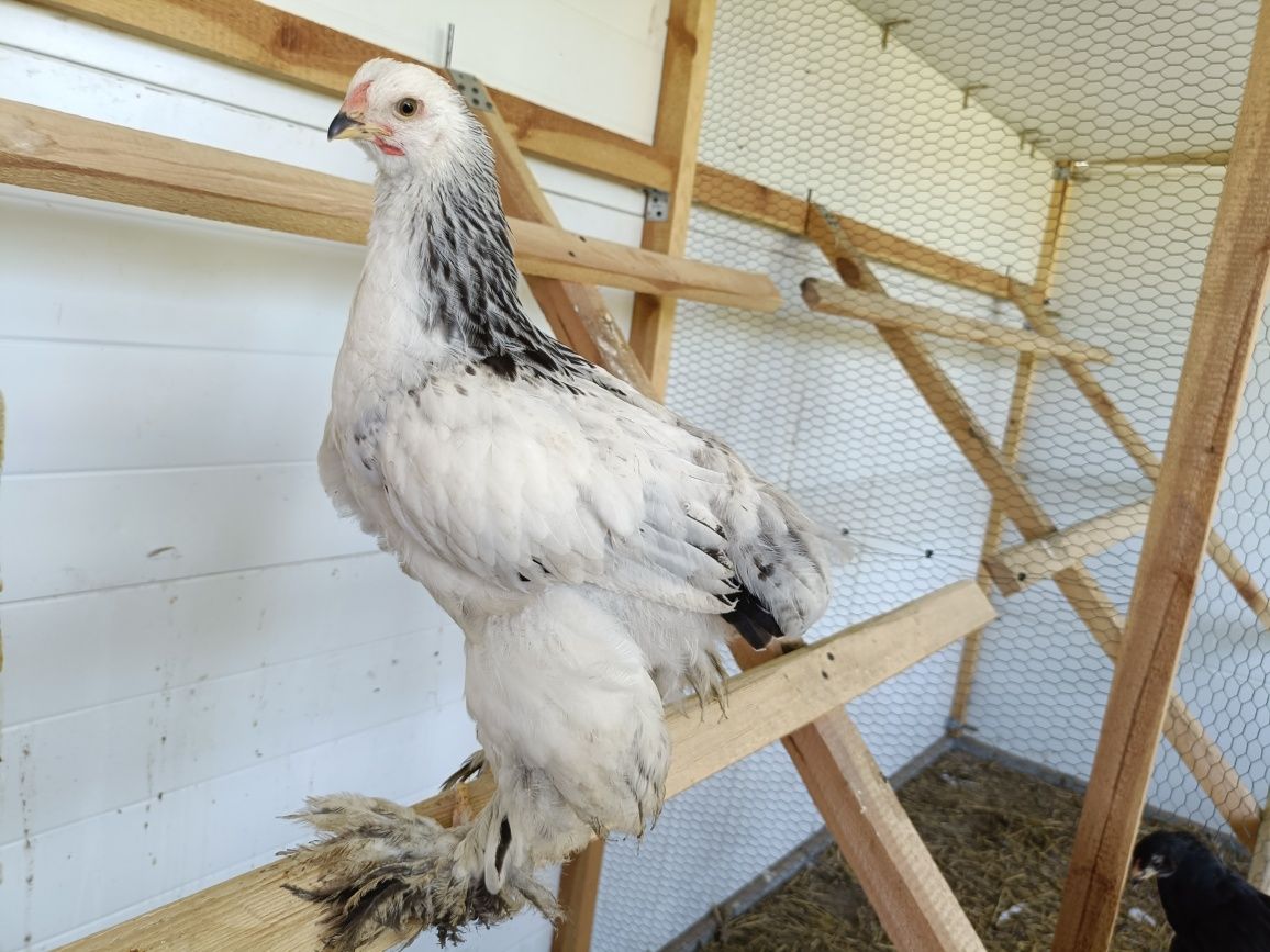 Brahma olbrzymia kura kogut gronostajowa