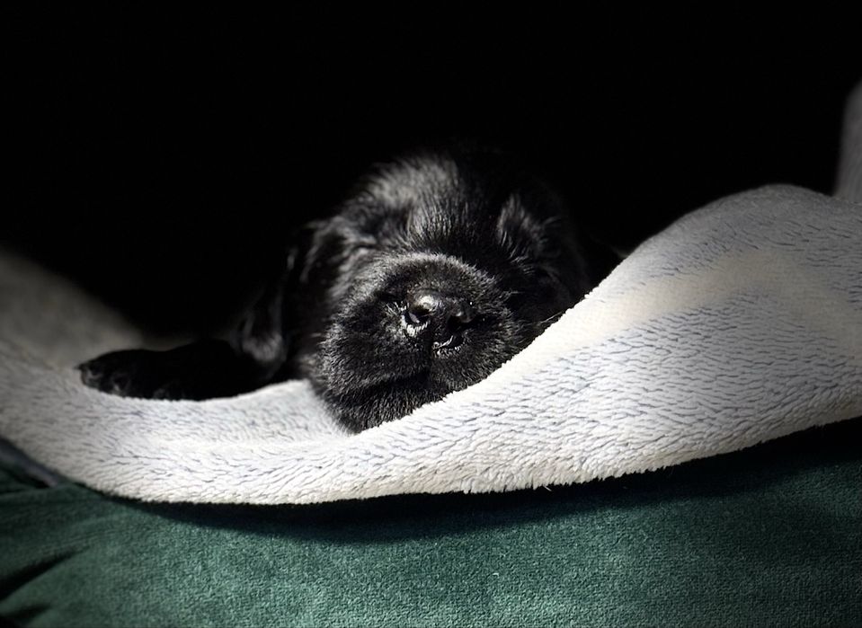 FLAT COATED RETRIEVER - czarna dziewczynka odb początek Grudnia