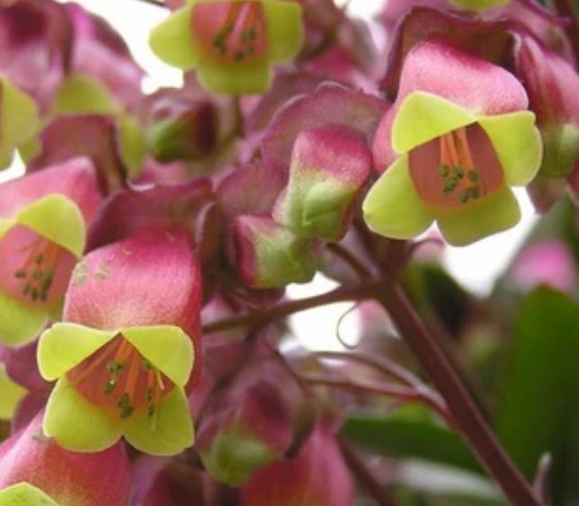 Kalanchoe Dream Bells