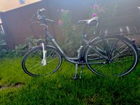 Rower Pegasus Piazza