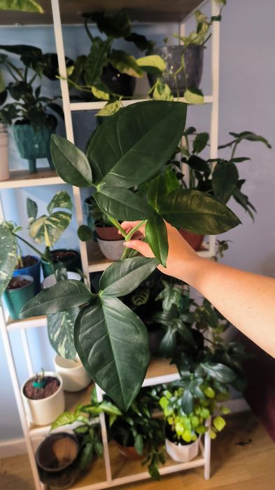 Syngonium Trileaf wonder szczyt