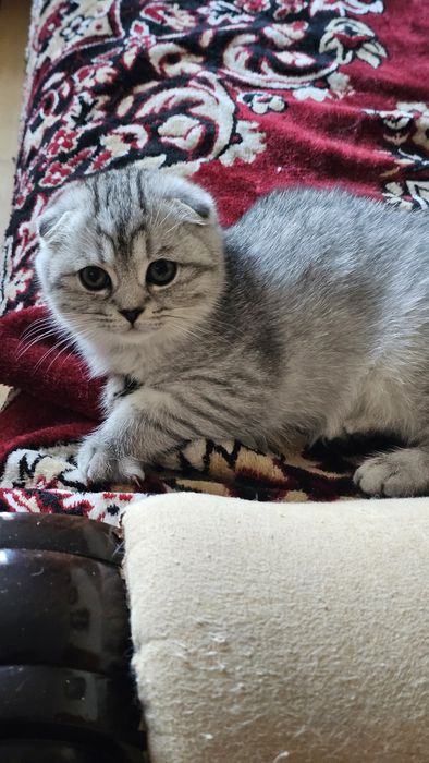 Шотландські кошенята