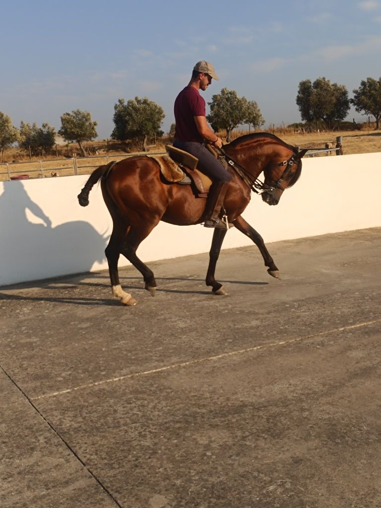Para venda cavalo inteiro