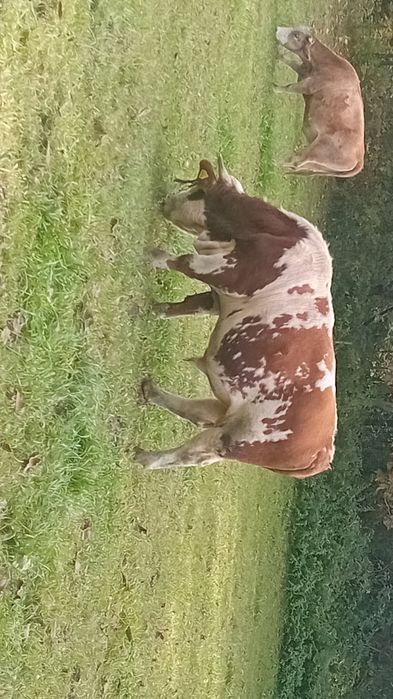 Sprzedam byczka 12 mięsieczy i jałówka
