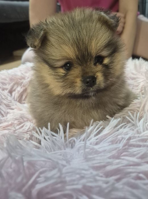 Szpic miniaturowy - GOTOWE DO ODBIORU