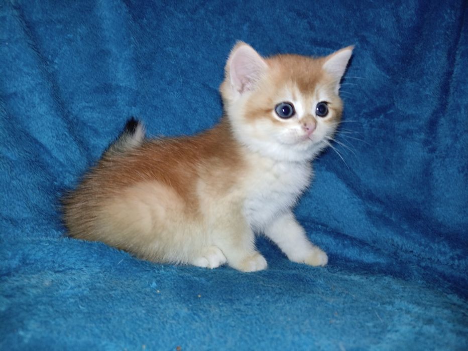 Дуже активні хлопчики золотої шиншили чекають на родину