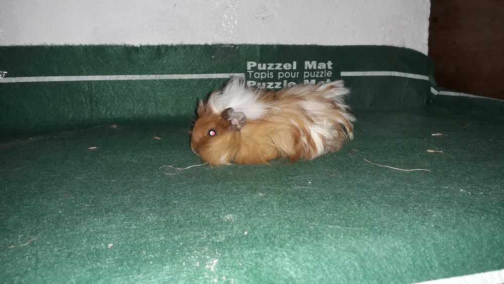 Морські свинки, свинки морські.