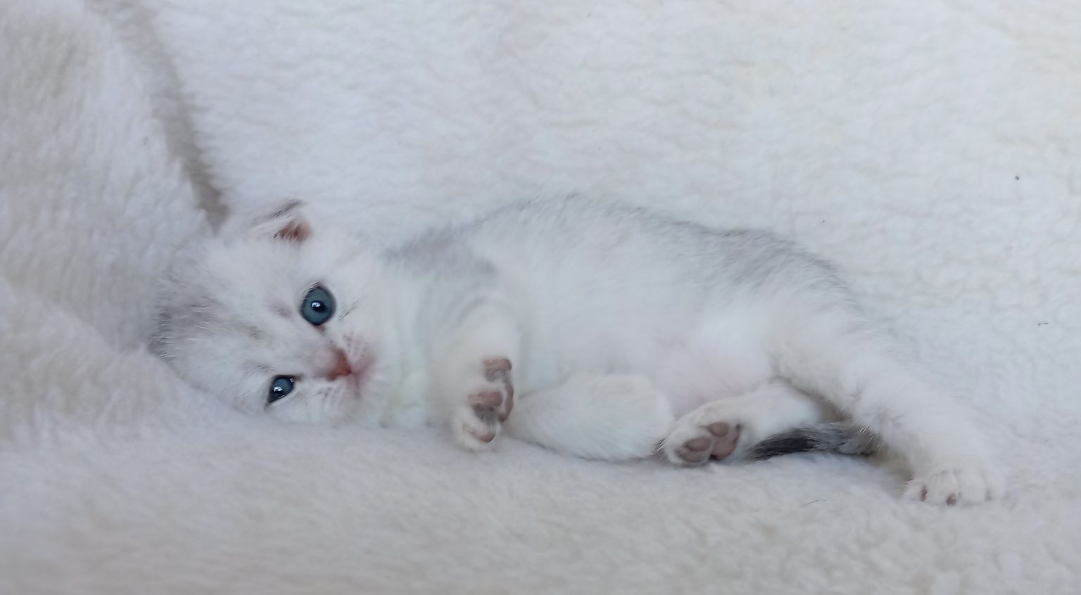 Шотландские, вислоухие и прямоухие котята скоттиш фолд и скоттиш страй