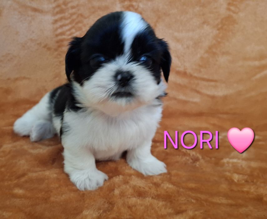 Sunia Shih Tzu rezerwacja