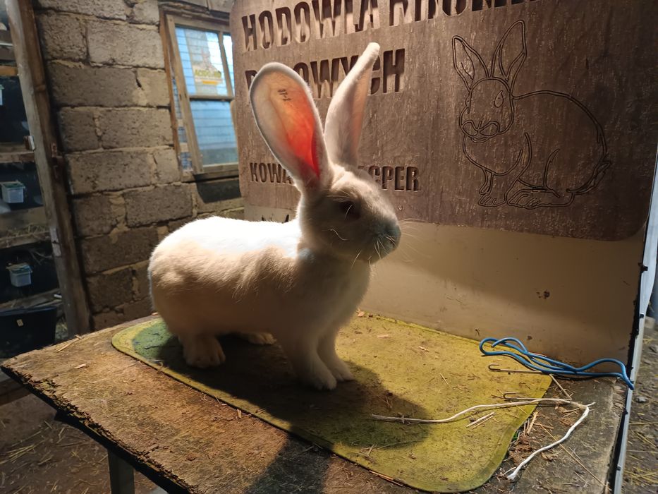 Olbrzym belgijski biały samce /samice