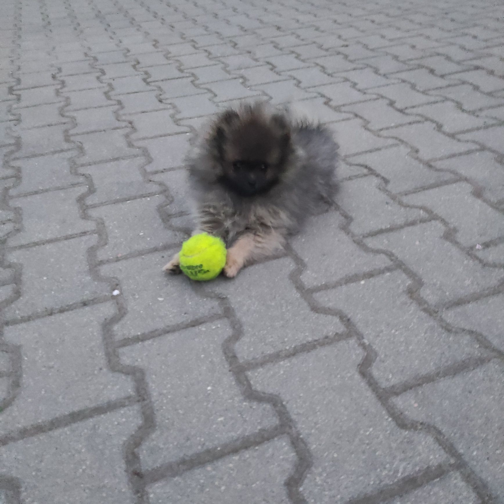 Szpic miniaturowy