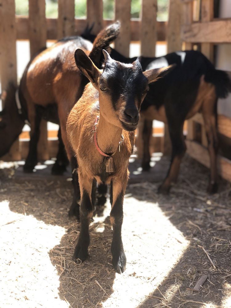 Vendo Cabras anãs