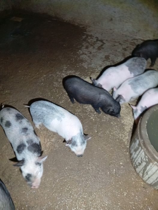 Leitões raça vietnamita para venda