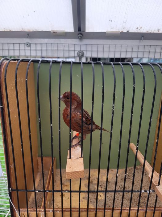 Kanarki kobalty, kasztany, agaty