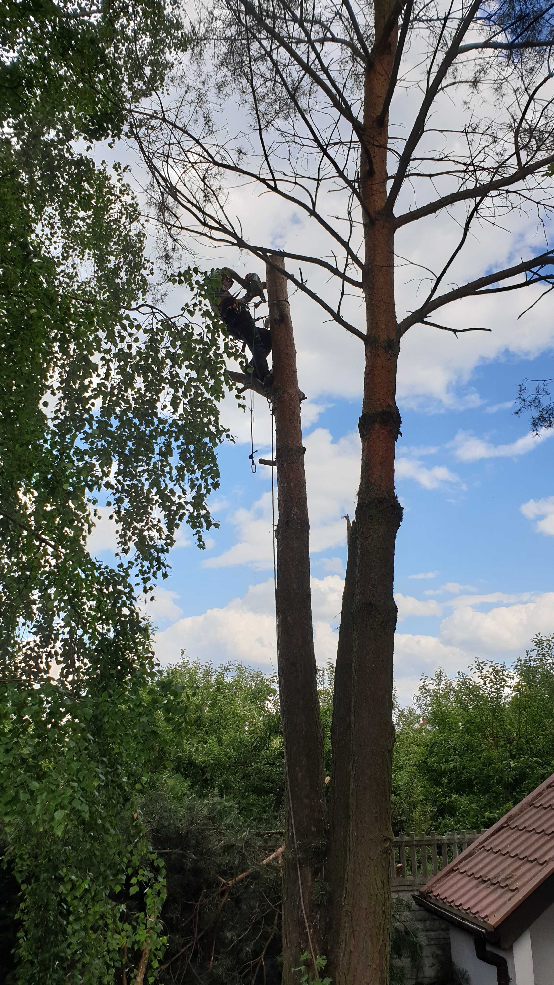 Wycinka alpinistyczna drzew, Pielęgnacja i przycinanie. Rębak