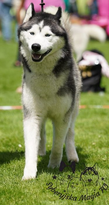 Siberian Husky FCI