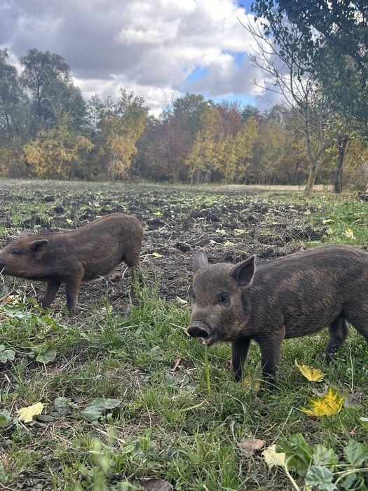 Поросята Вєтнамське+Мангалиця