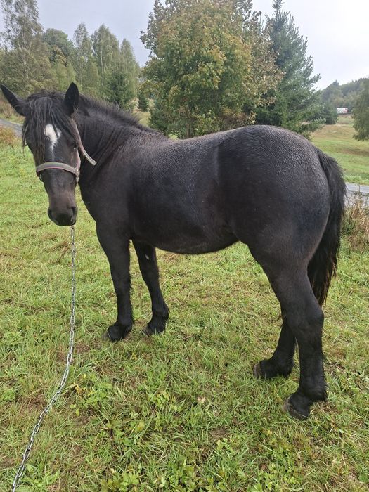 Sprzedam zrebice zimnokrwistom