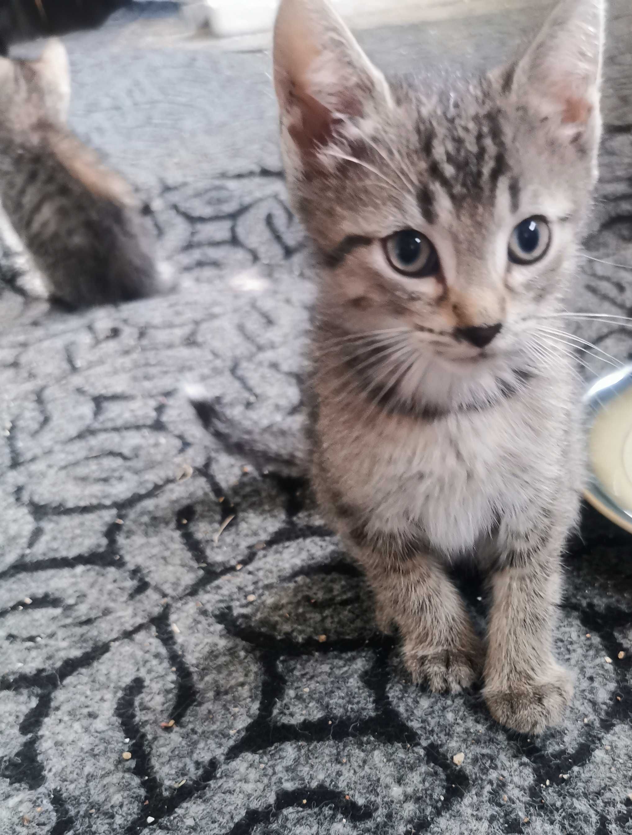 Oddam kotki w DOBRE RĘCE!