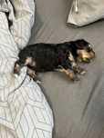Piesek york terrier
