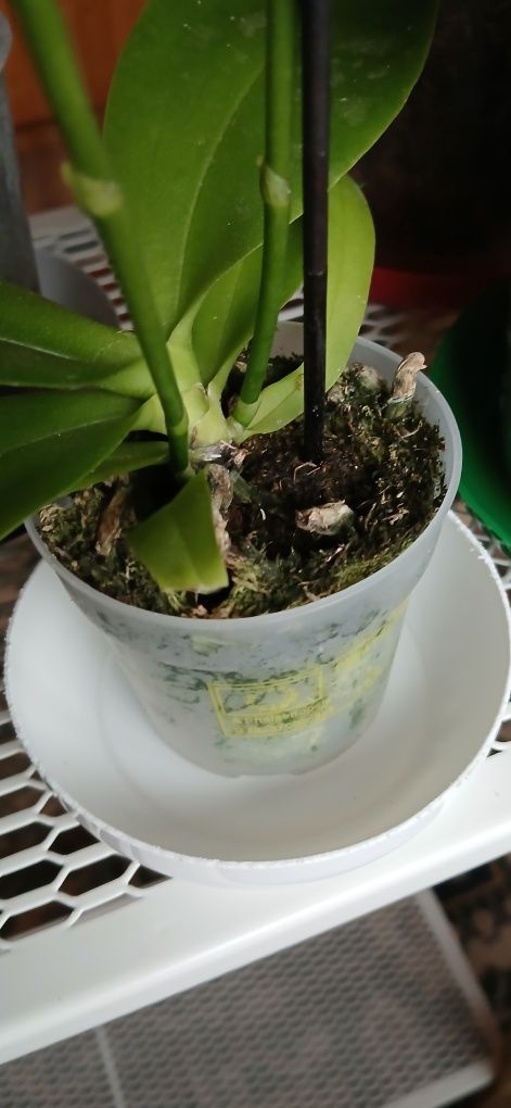 Phalaenopsis Aromio Spring (Morning Breeze).
