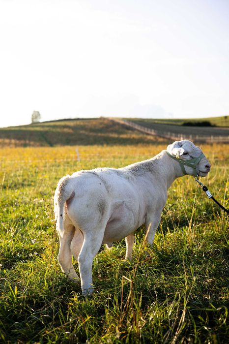 Biały Dorper - zapisy na rok 2026