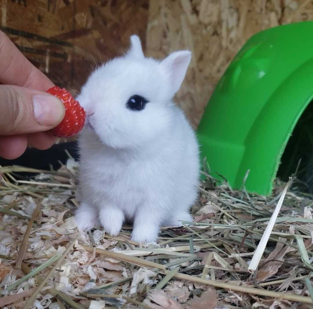 Mini Coelhos anões + gaiola nova + alimentação adequada