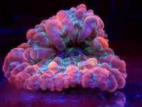 Koralowce Cynarina sp. Ultra
