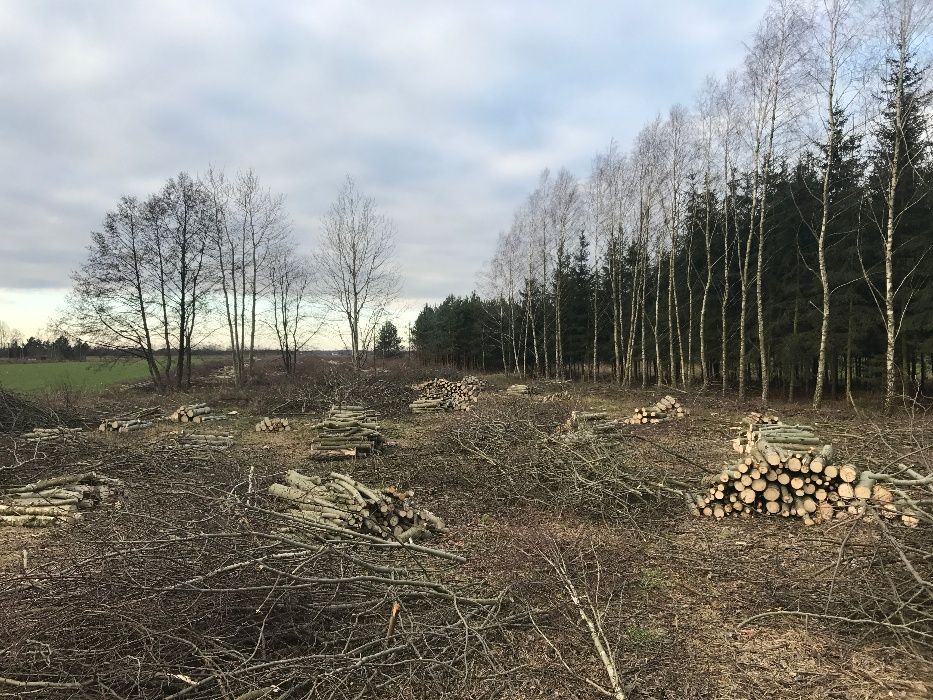 Wycinka drzew rębak pielęgnacja ogrodu koszenie traw frezowanie pni