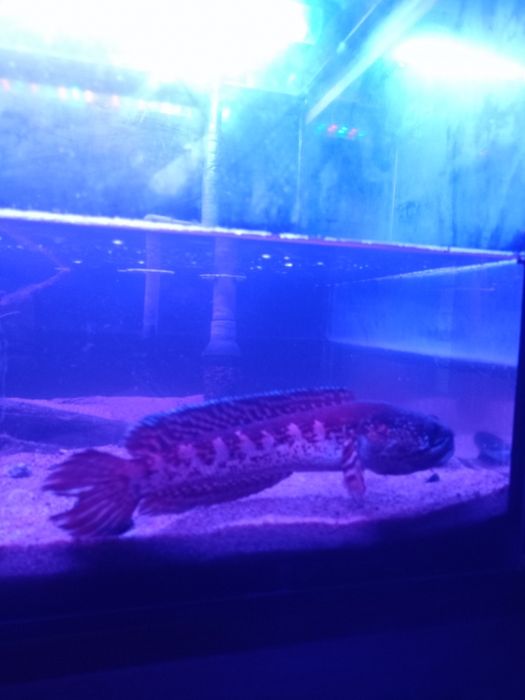 Channa aurantimaculata