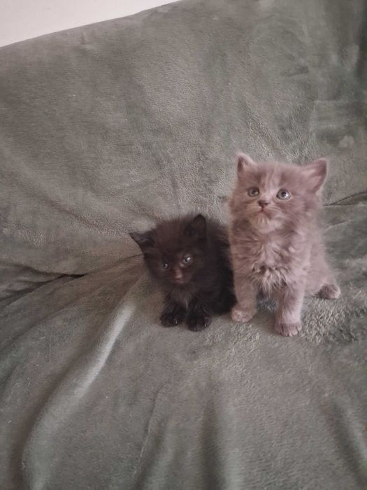 Віддам котиків в добрі руки