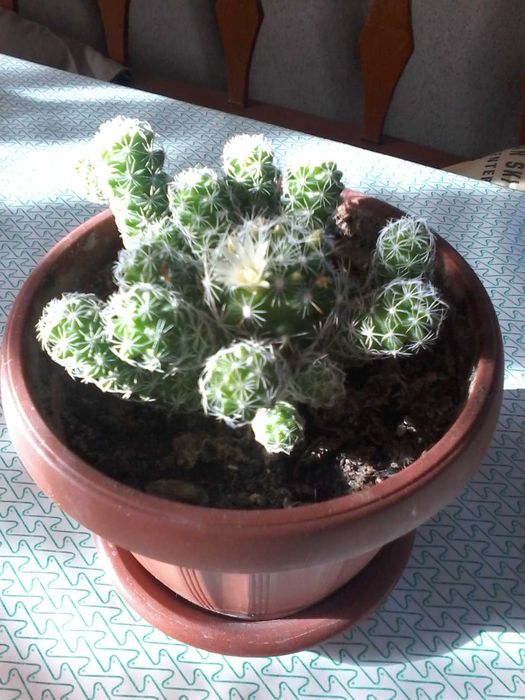 Кактуси рідкісні та різні