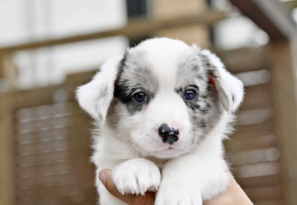 Welsh Corgi Cardugan