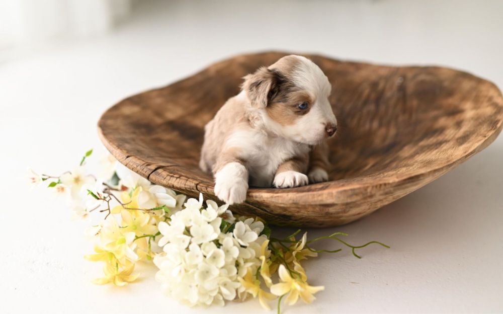 Rezerwacja/ Miniaturowy Owczarek Amerykański / piesek / red merle