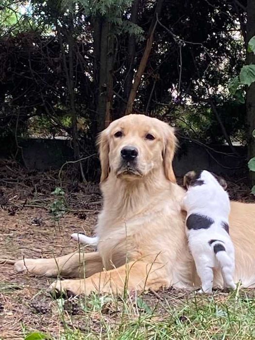 Jack Russell Terrier FCI ZKwP suczka szorstkowłosa