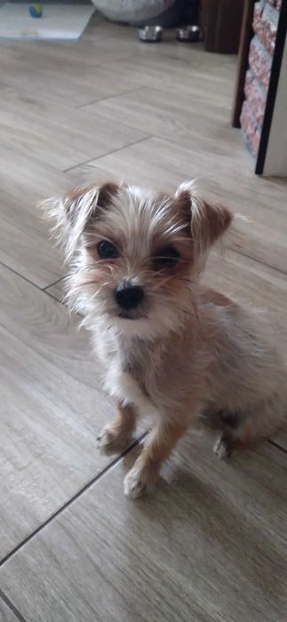 Piesek krzyżówka Yorka