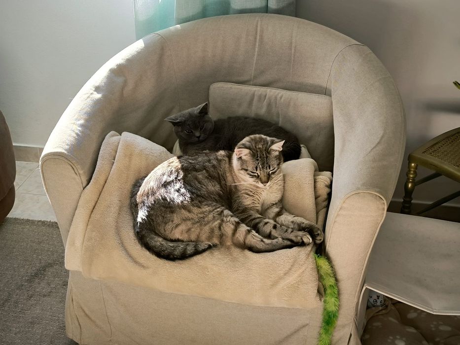 Cat Sitting - Charneca da Caparica e Costa da Caparica