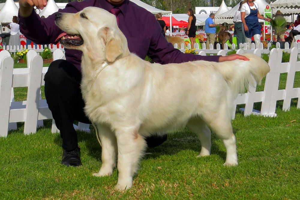 Golden Retriever macho para acasalar, todos testes ok com LOP e afixo