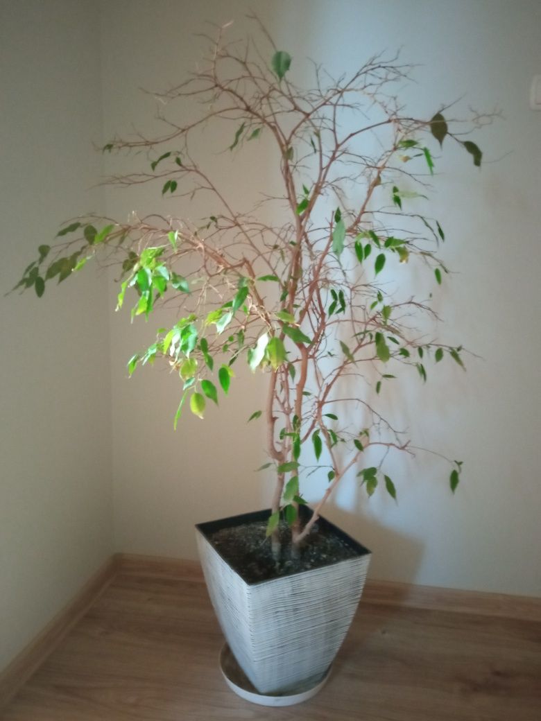 Figowiec Benjamina.