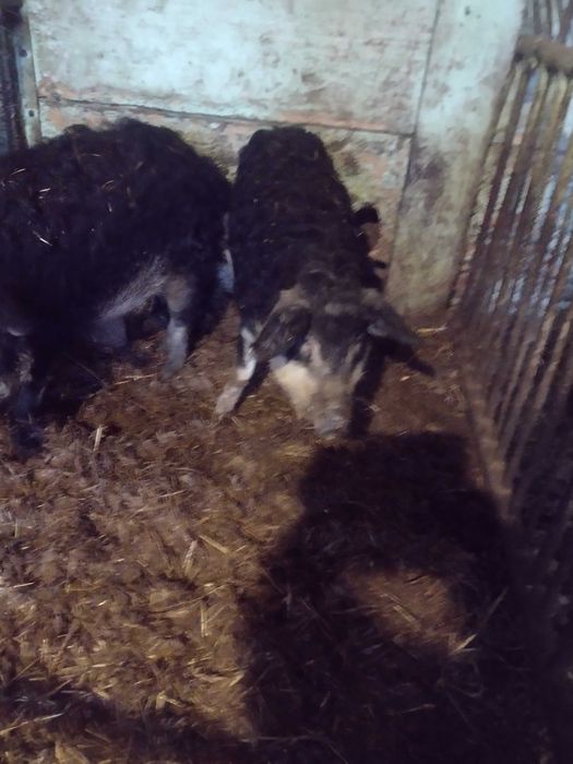 Угорська мангалиця