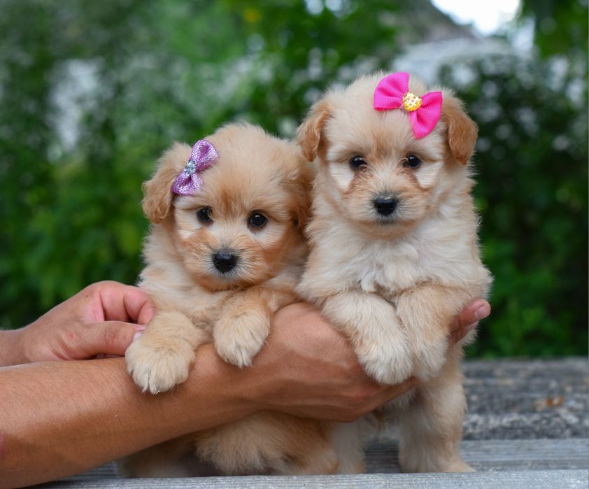 Мальтіпу щеночки. Цуценя