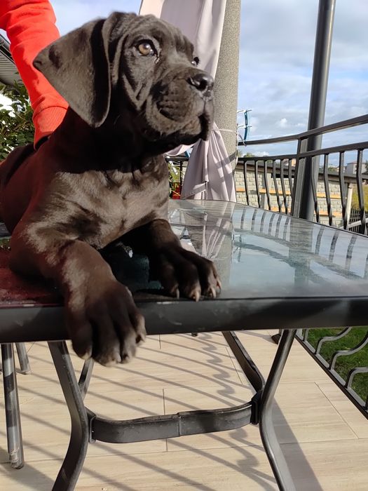 Cane Corso z rodowodem