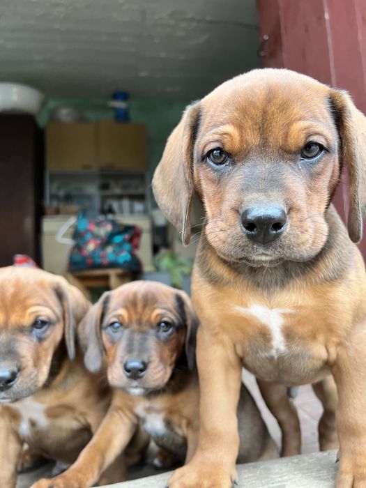 Szczeniak pies suczka piesek